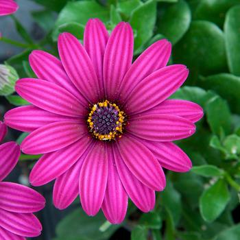 Osteospermum ecklonis