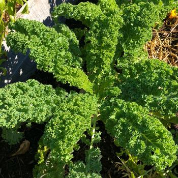 Brassica oleracea 'Prizm'