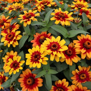 Zinnia Profusion Red Yellow Bicolor