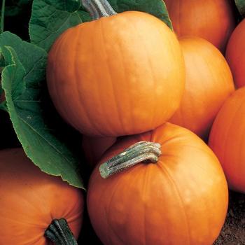 Cucurbita maxima 'Orange Smoothie' 