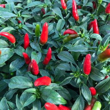 Capsicum annuum 'Quickfire' 