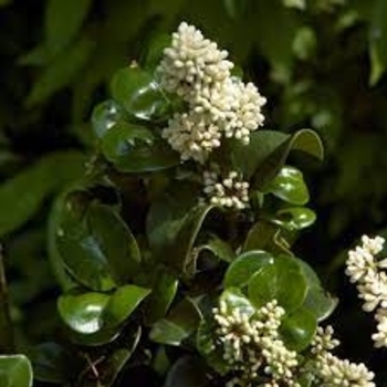 Ligustrum japonicum 'Rotundifolium' 