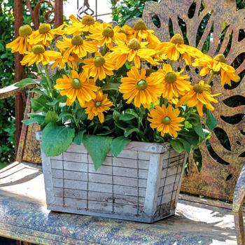 Rudbeckia hirta 'Amarillo Gold' 