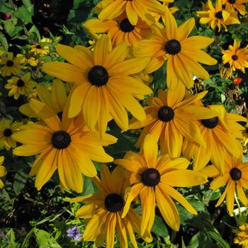 Rudbeckia hirta 'Indian Summer'