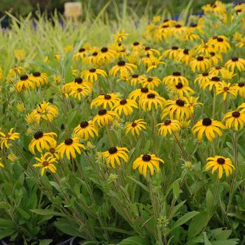 Rudbeckia 'American Gold Rush'