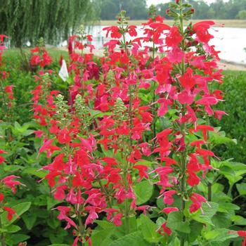 Salvia coccinea 'Lady in Red' 