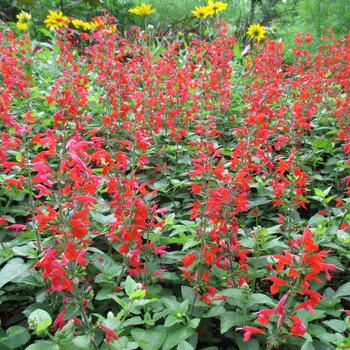 Salvia coccinea Summer Jewel™ Red