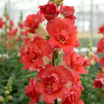 Antirrhinum majus 'DoubleShot Orange Bicolor'