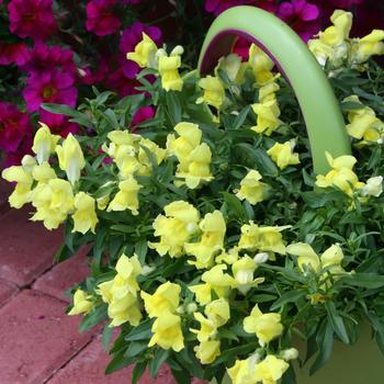 Antirrhinum majus nanum pendula Candy Showers Yellow