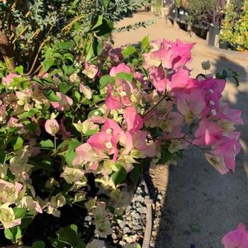 Bougainvillea 'Pink Pearl' 