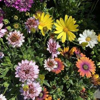 Osteospermum fruticosum