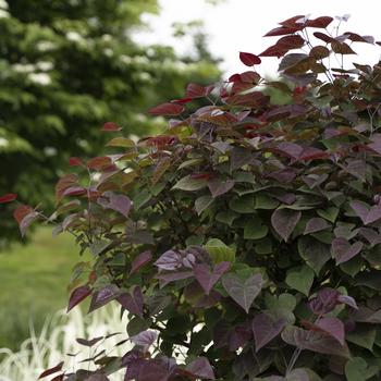 Cercis canadensis 'NC2017-6' PP35279