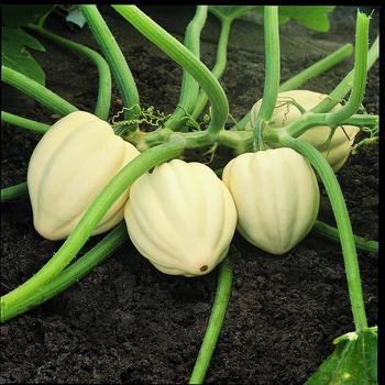 Cucurbita 'Cream of the Crop'