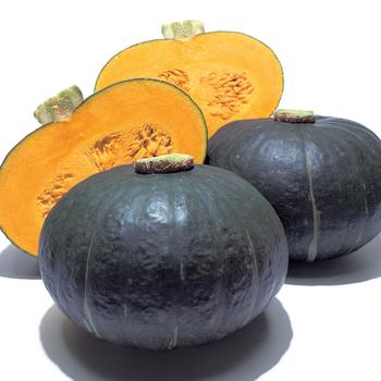 Cucurbita maxima 'Sweet Mama'