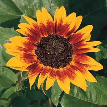 Helianthus annuus 'Ring of Fire'