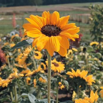 Helianthus annuus 'Soraya'