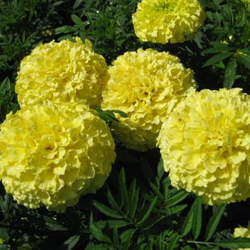 Tagetes erecta Lady 'Primrose'