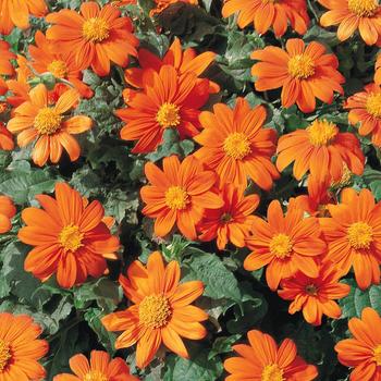 Tithonia rotundifolia 'Fiesta del Sol' 