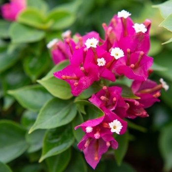 Bougainvillea glabra 'Pink Pixie' 