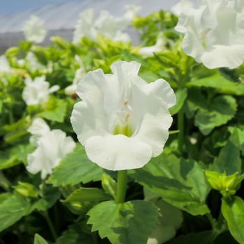 Torenia fournieri 'Summery Love Pure White'