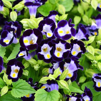 Torenia 'Vertigo Deep Blue'