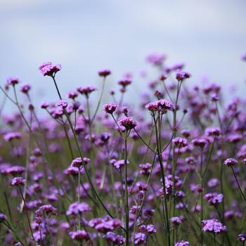 Verbena bonariensis 'Vanity' 