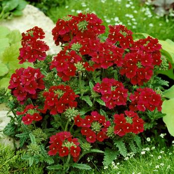 Verbena Quartz Burgundy