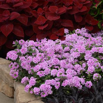 Verbena peruviana EnduraScape™ Pink Bicolor