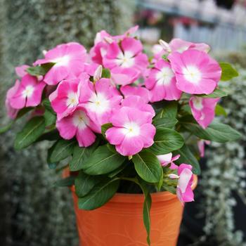 Catharanthus roseus Mega Bloom 'Pink Halo'