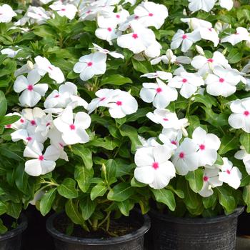 Catharanthus roseus Mega Bloom 'Polka Dot'