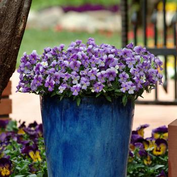 Viola cornuta 'Rain Blue and Purple' 