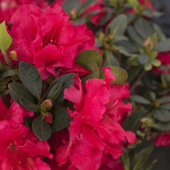 Rhododendron Rutherfordiana Hybrid 'Red Ruffles' 