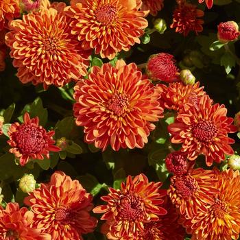 Dendranthema 'Harvest Igloo'