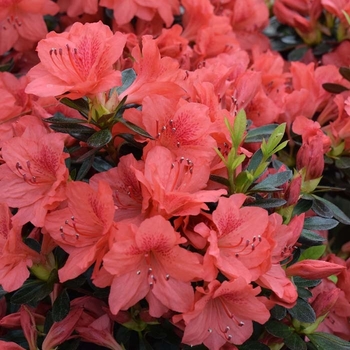 Rhododendron Girard hybrid 'Fashion' 