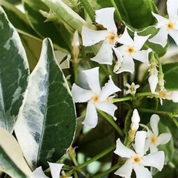 Trachelospermum jasminoides 'Variegata' 