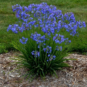 Agapanthus 'Galaxy Blue' PP31421