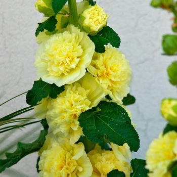 Alcea rosea 'Chater's Yellow' 