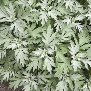 Artemisia 'Silver Lining'