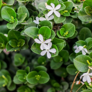 Carissa macrocarpa 'Emerald Blanket (Green Carpet)' 