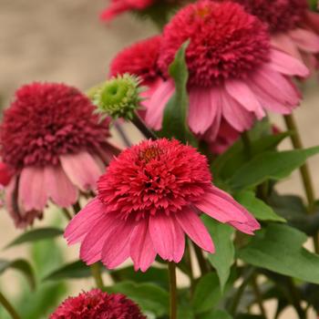 Echinacea Double Dipped™ 'Watermelon Sugar'