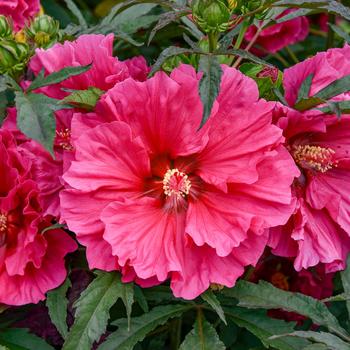 Hibiscus 'Watermelon Ruffles'