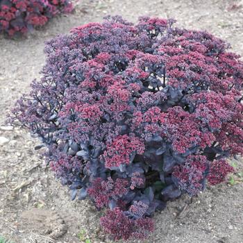 Sedum telephium 'After Dark'