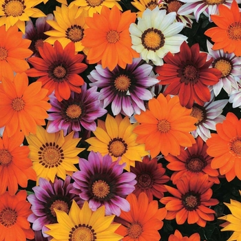 Gazania rigens 'Tiger Mixture' 