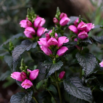 Chelone obliqua 'Armtipp02' 