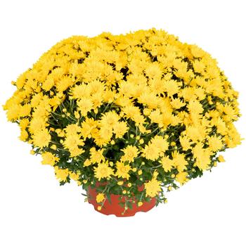Chrysanthemum x morifolium Skylar™ Yellow