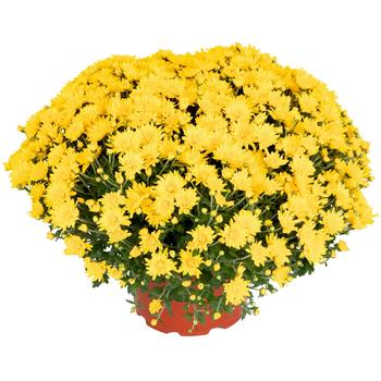 Chrysanthemum x morifolium