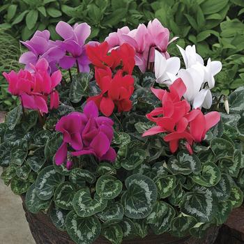 Cyclamen persicum