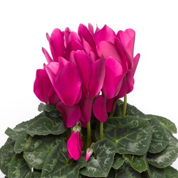 Cyclamen persicum Rainier™ Purple