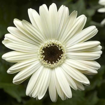 Gerbera jamesonii Bengal™ White with Eye