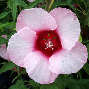 Hibiscus 'Lady Baltimore' 